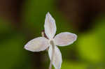 Southern meadow-rue